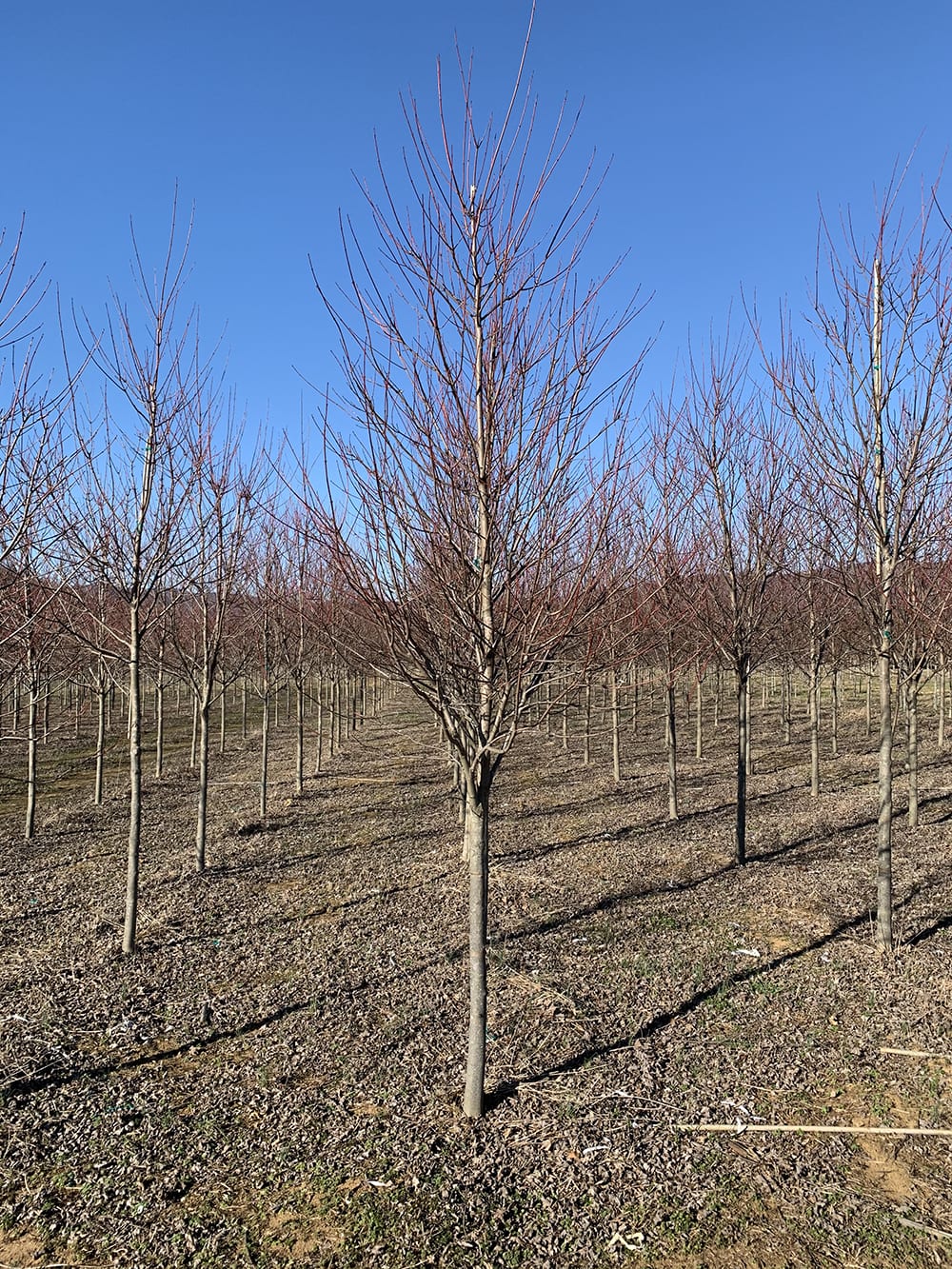 Landscaping Trees - Ray's Creative Landscaping & Tree Farm Red Sunset Maple Vs Autumn Blaze
