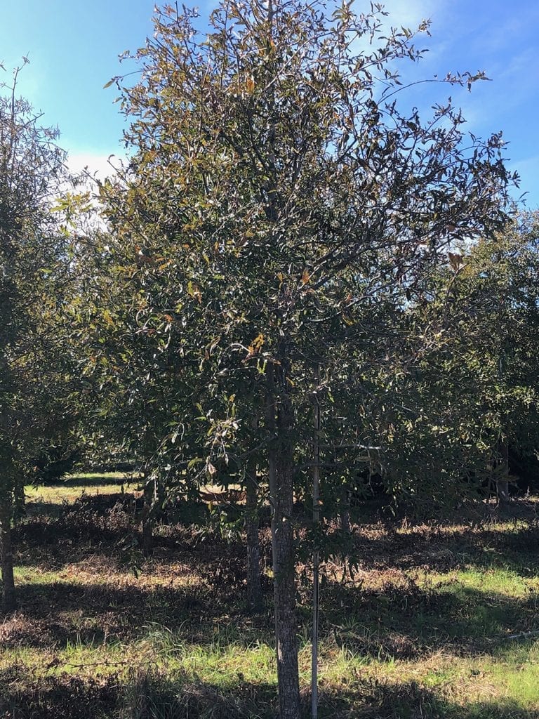 Landscaping Trees Ray's Creative Landscaping & Tree Farm