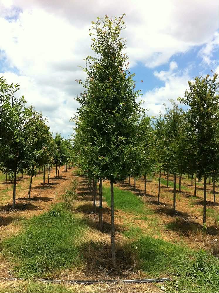 Rows of young trees planted in a nursery under a partly cloudy sky.
