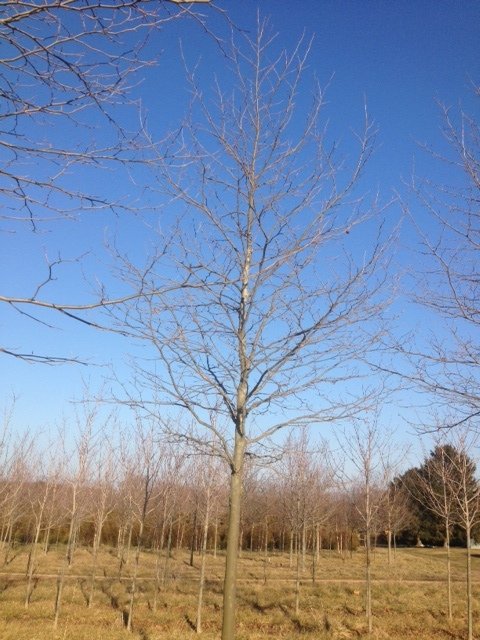 A leafless tree standing tall under a clear blue sky.
