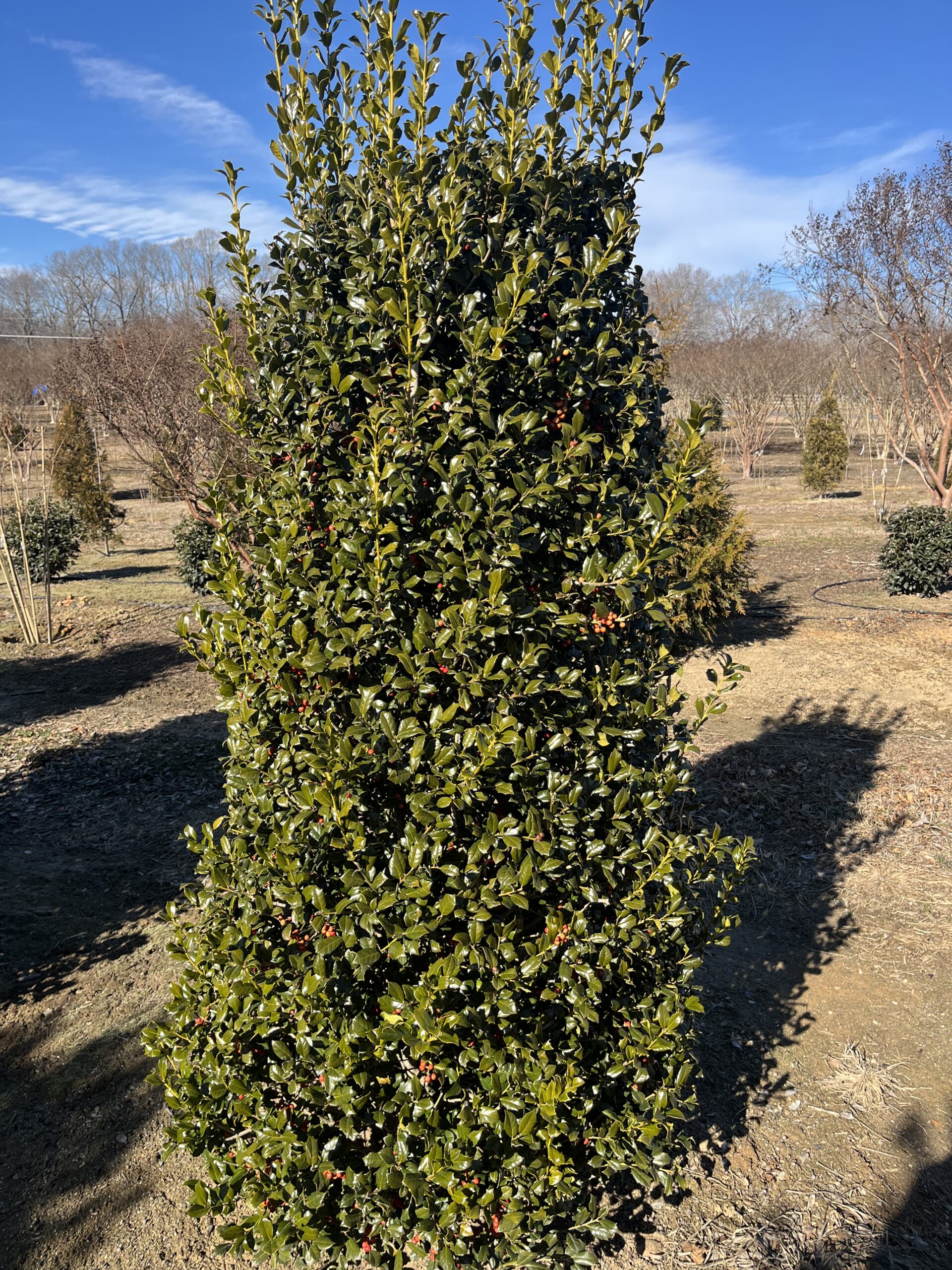 A tall, conical evergreen shrub in a sunny outdoor nursery.