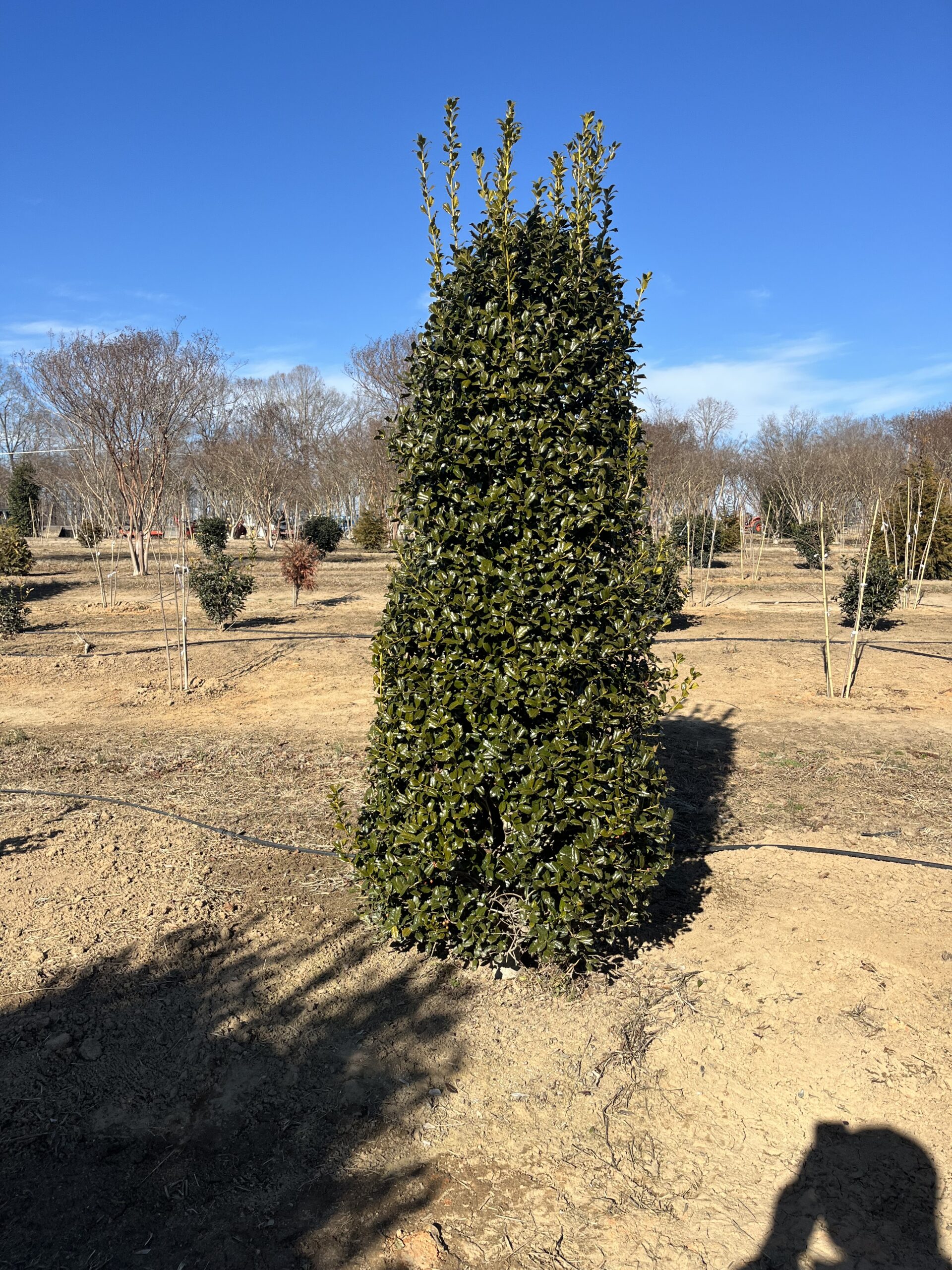 A tall, dense evergreen shrub in a sunny nursery field.