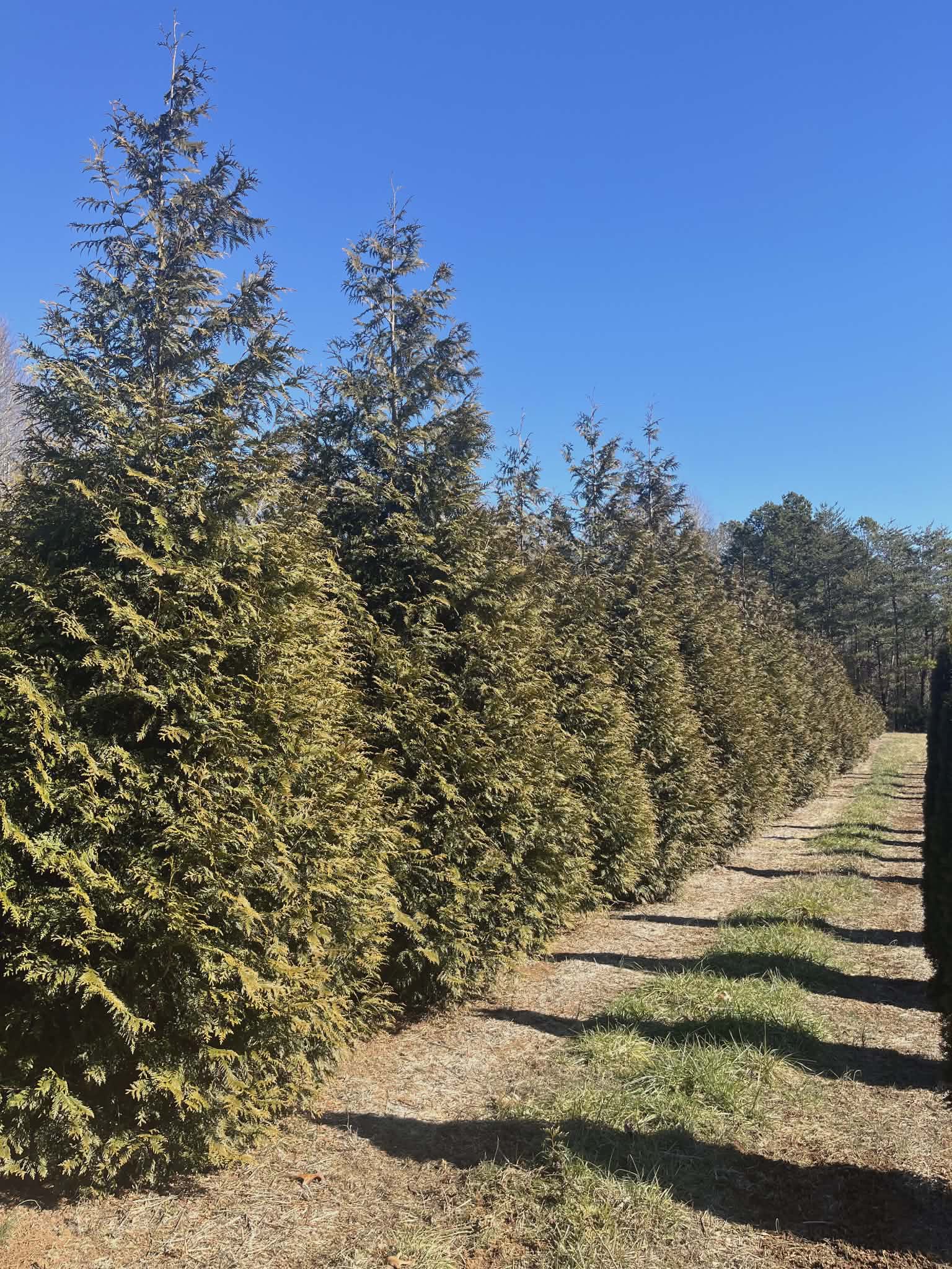 A row of tall evergreen trees against a clear blue sky.