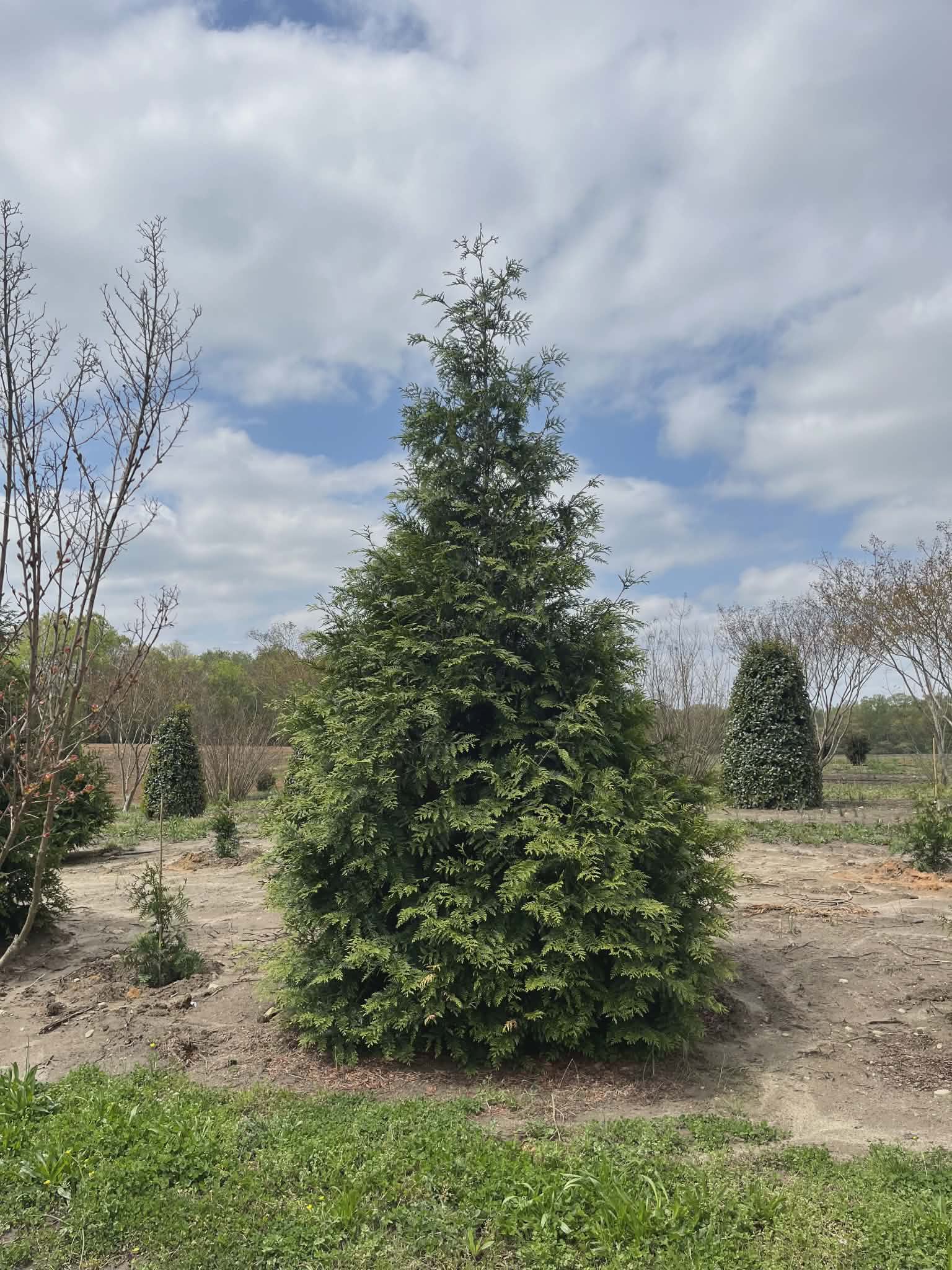 A lush evergreen tree stands tall in a natural outdoor setting.