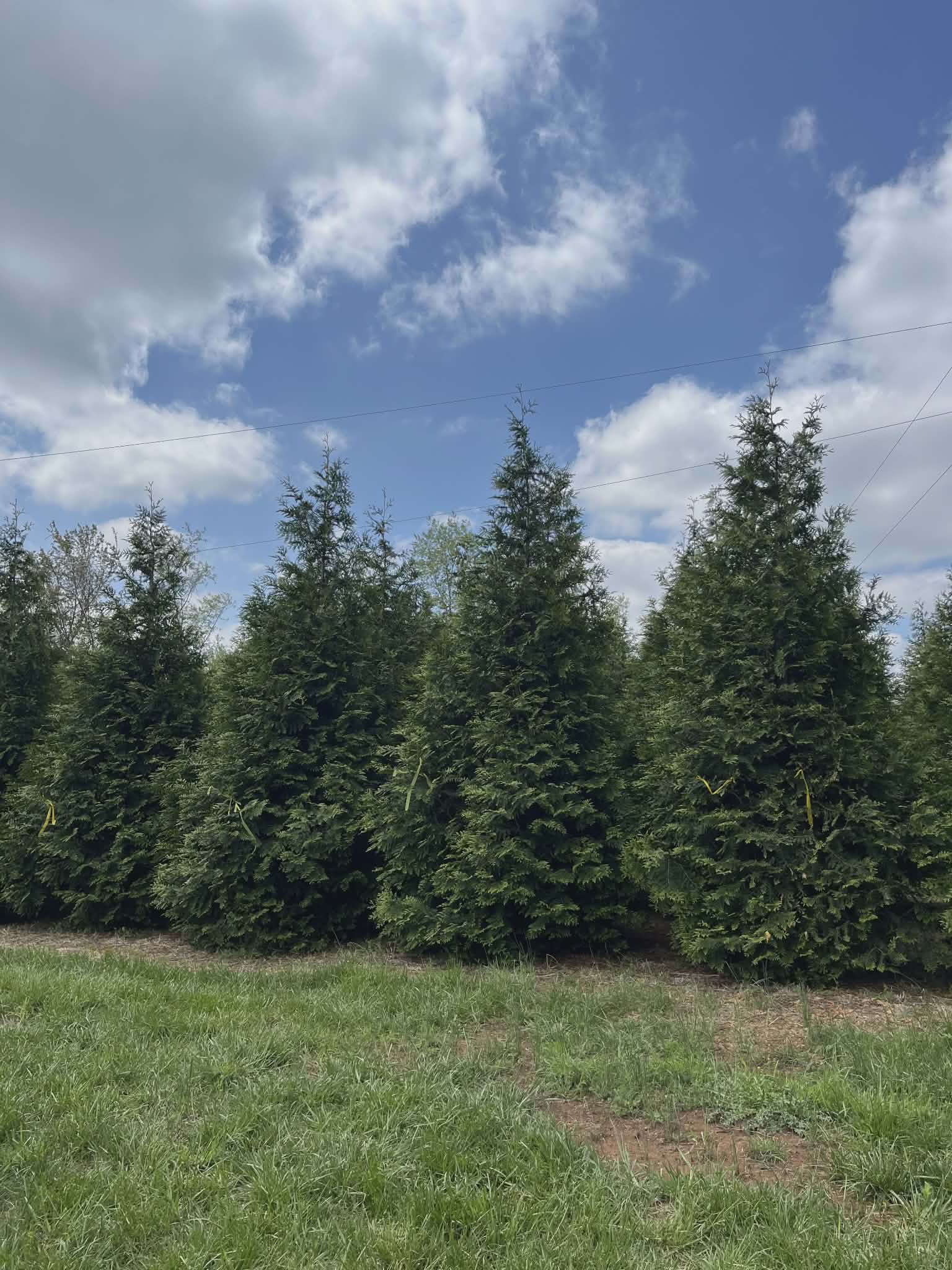 A row of lush green pine trees under a partly cloudy sky.