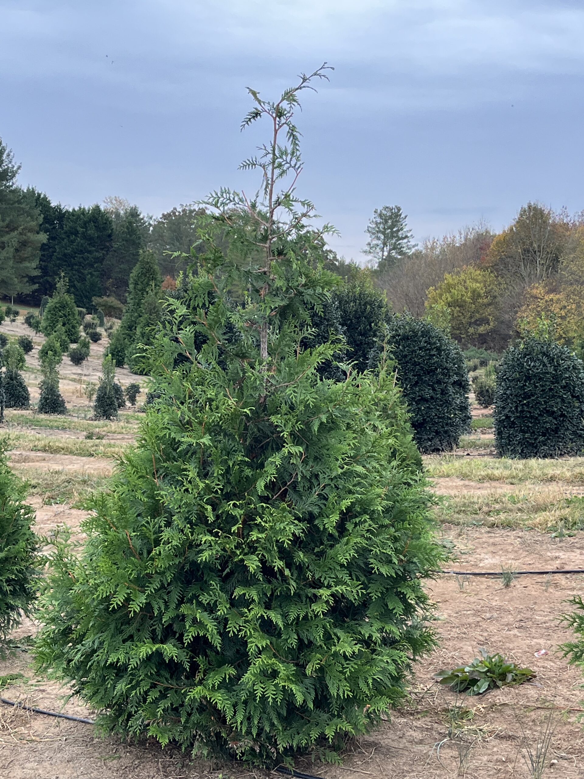 A close-up of a green conifer tree in a field with similar trees in the background.