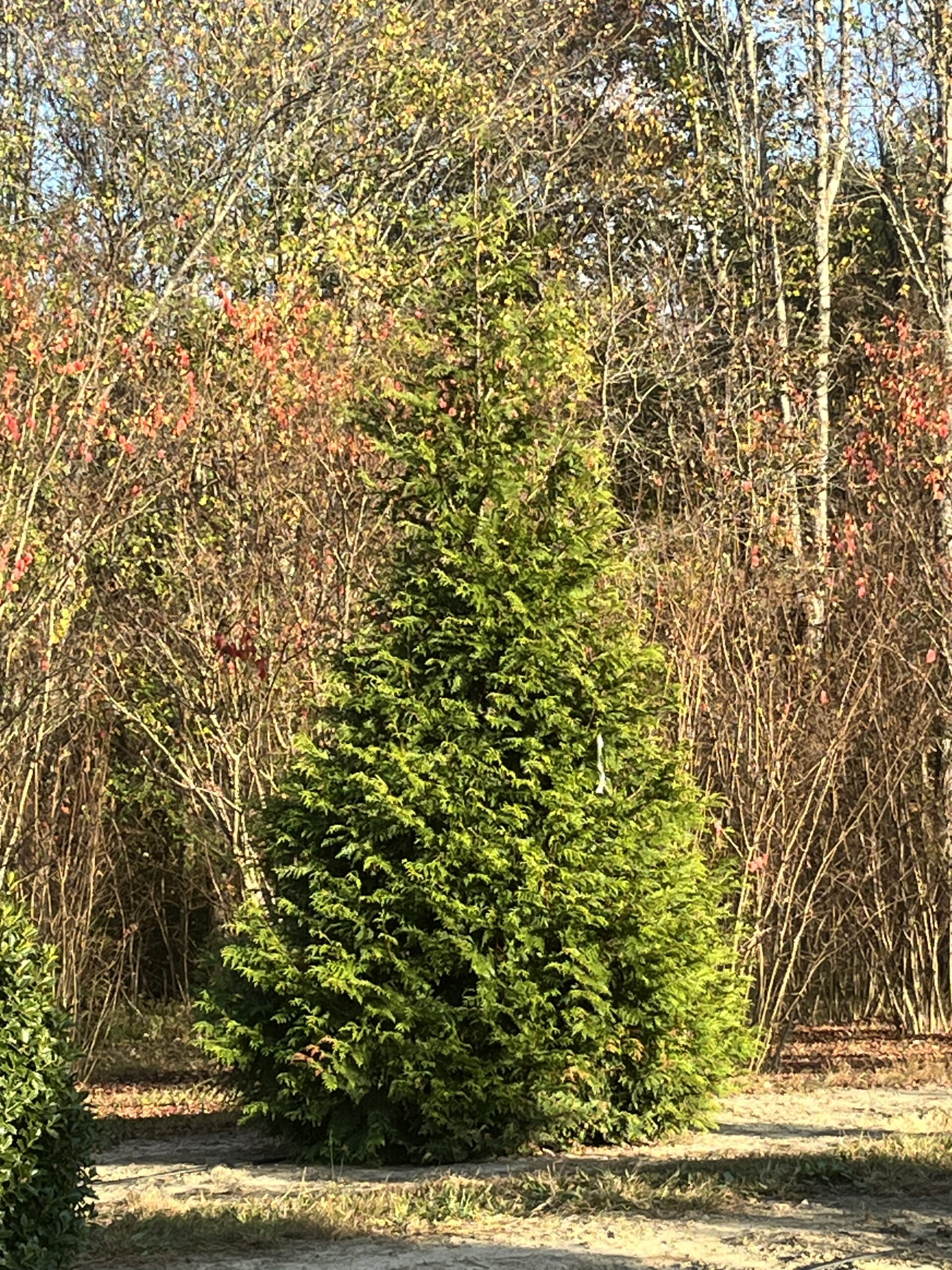 A lush green conifer tree stands tall in a natural setting with autumn-colored trees behind it.