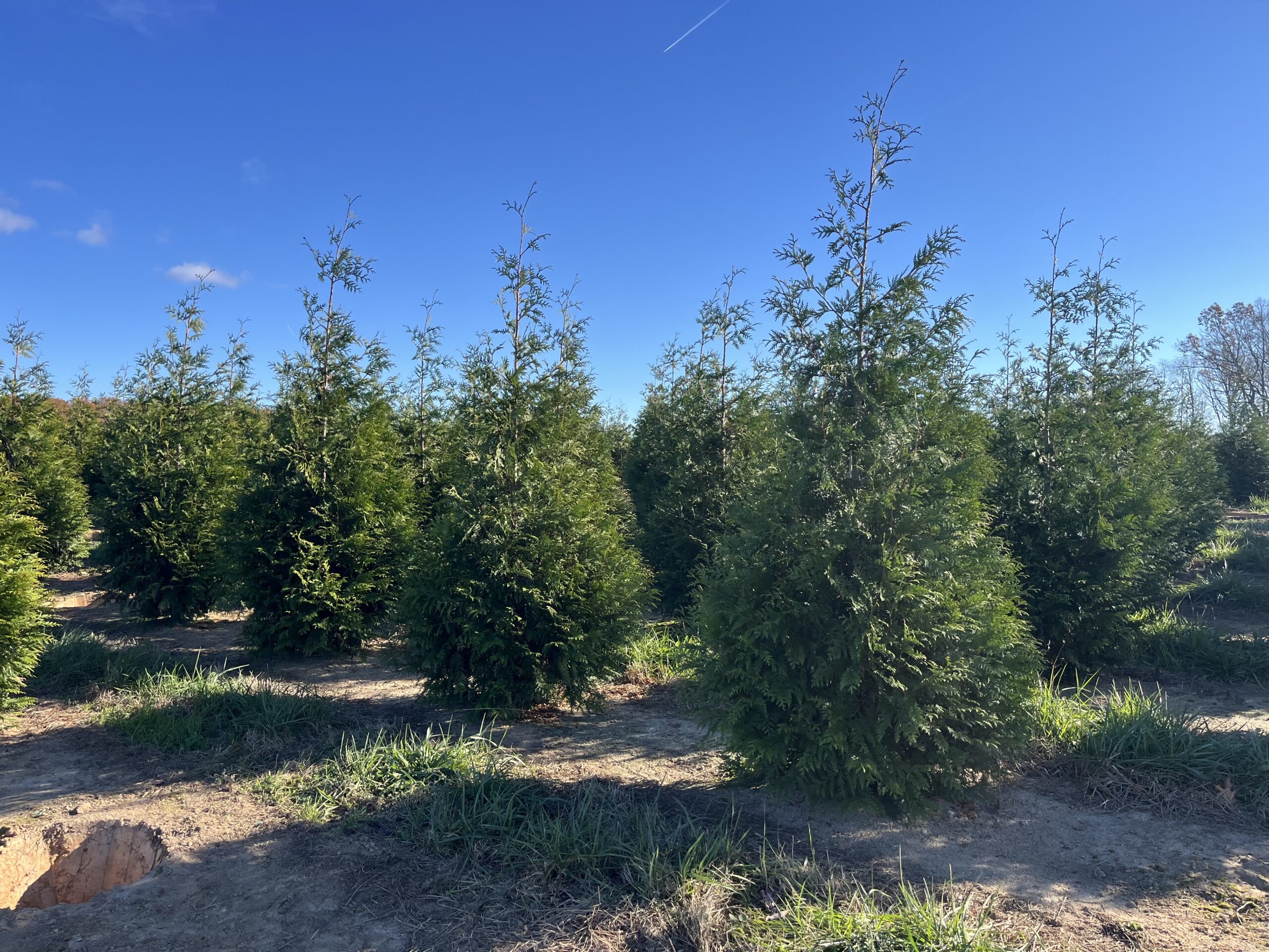 Rows of green evergreen trees under a clear blue sky.
