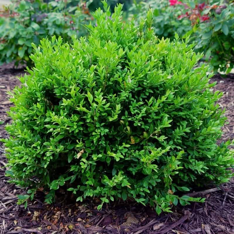 A lush, green, round-shaped shrub in a garden bed.
