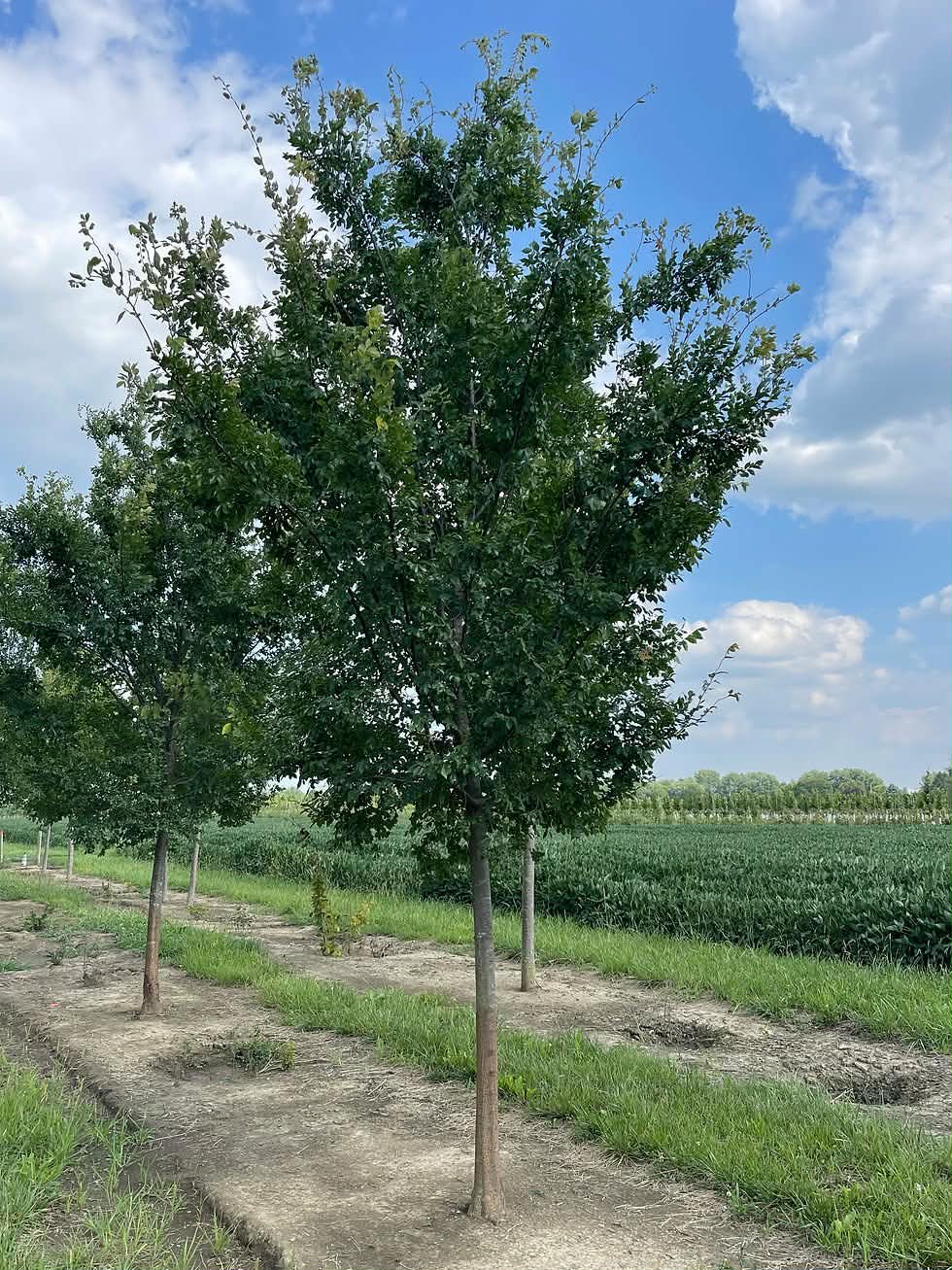 Row of healthy young trees under a blue sky with clouds.