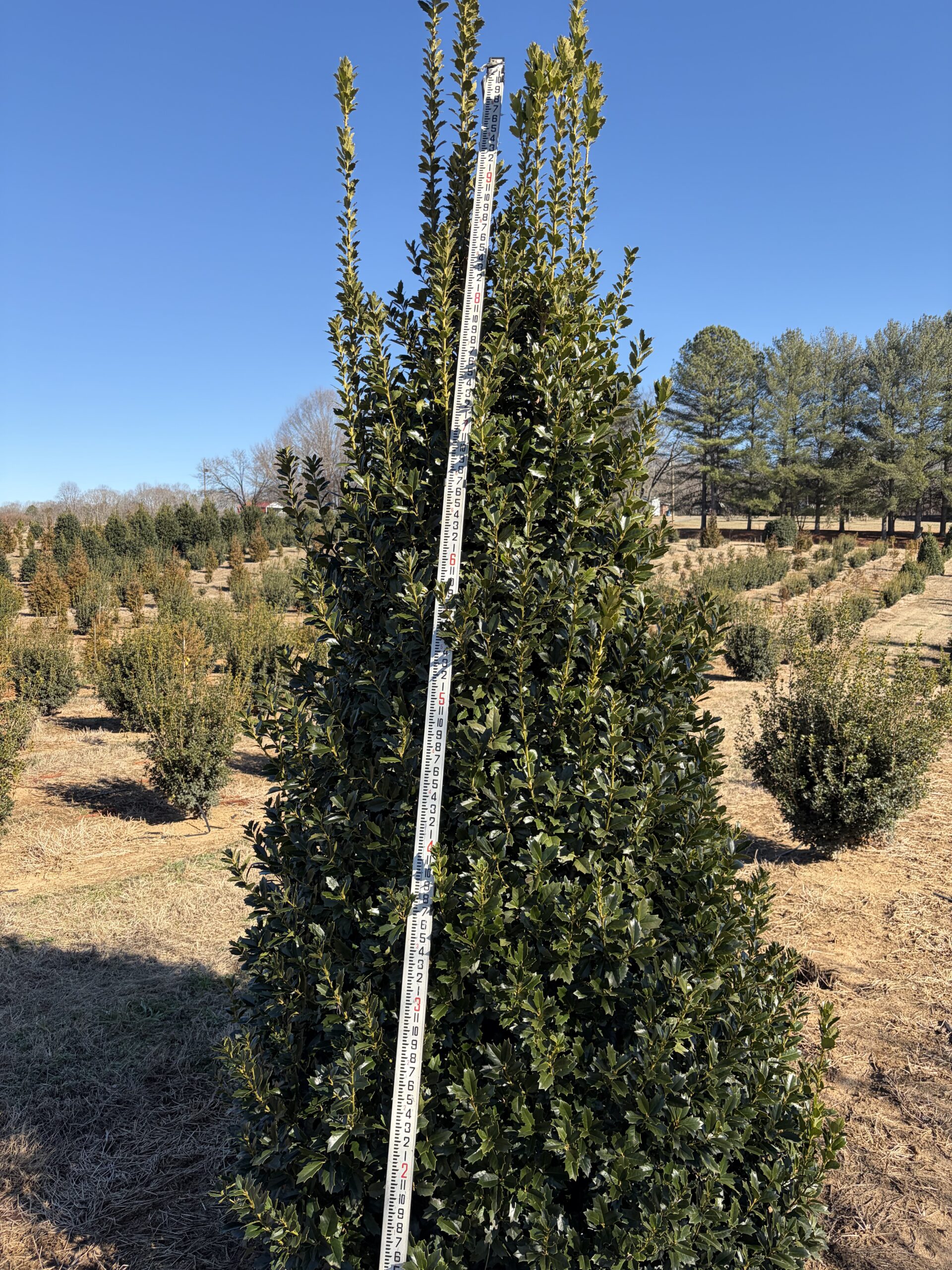 Tall evergreen shrub in a sunny nursery field.
