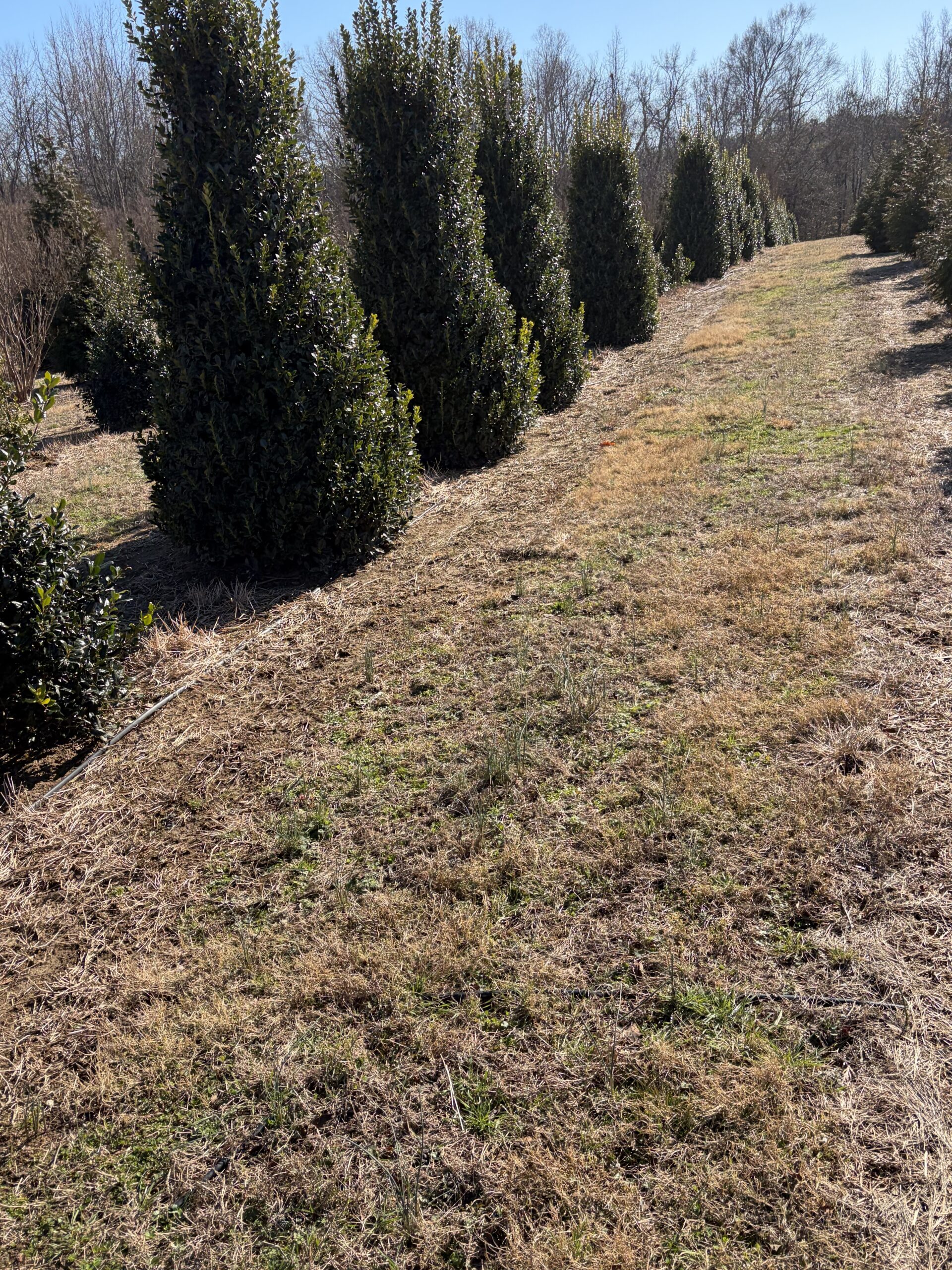 Row of evergreen trees along a grassy path in a field.