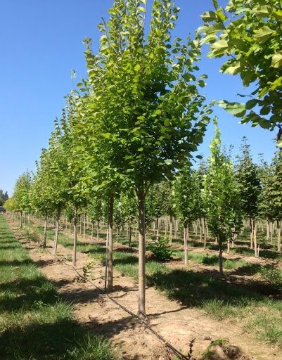 Row of young trees growing in a sunny nursery.