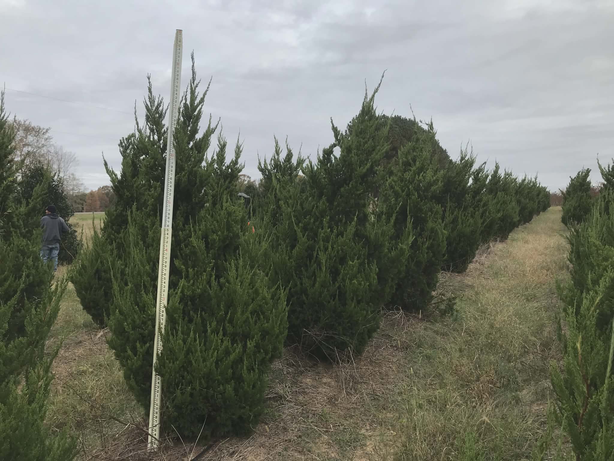 Row of freshly cut Christmas trees lined up outdoors.