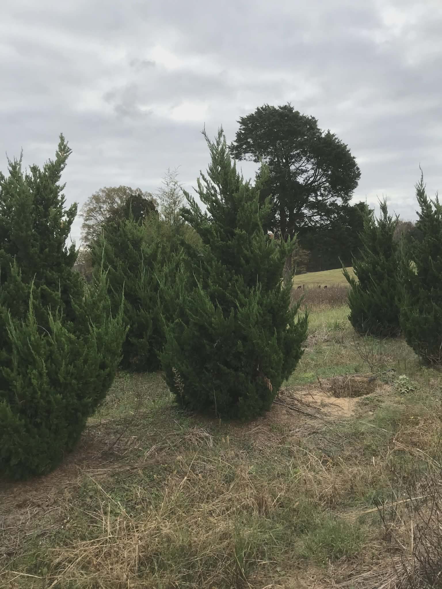 A row of evergreen trees standing on grassy land under a cloudy sky.