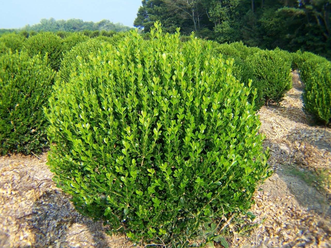 A lush, round green shrub in a garden setting.