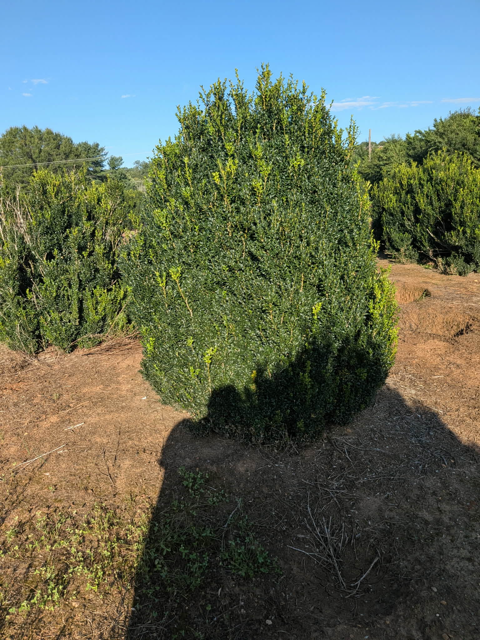 A healthy green tree with a shadow on dry soil under a clear sky.