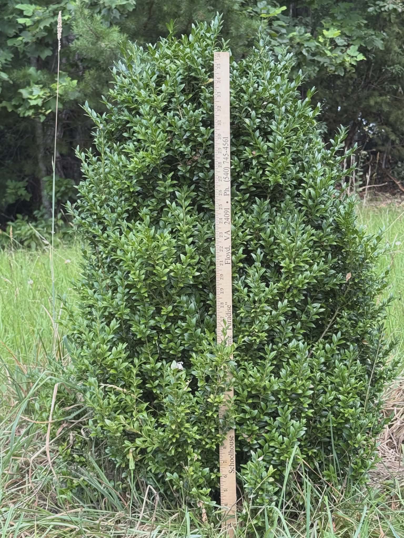 A lush green conical shrub with a wooden stake for support.