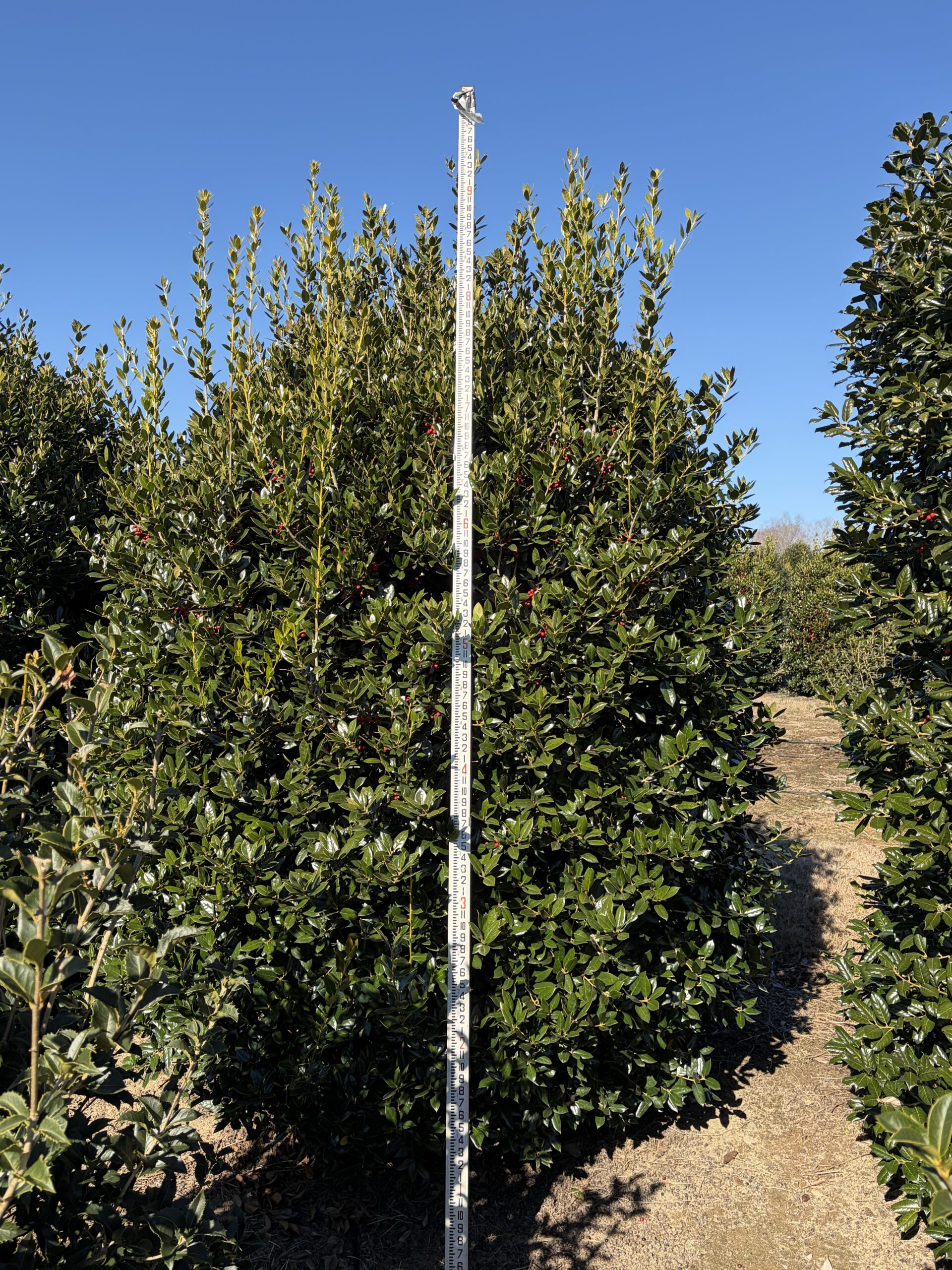 A measuring pole stands in front of tall green trees against a clear blue sky.