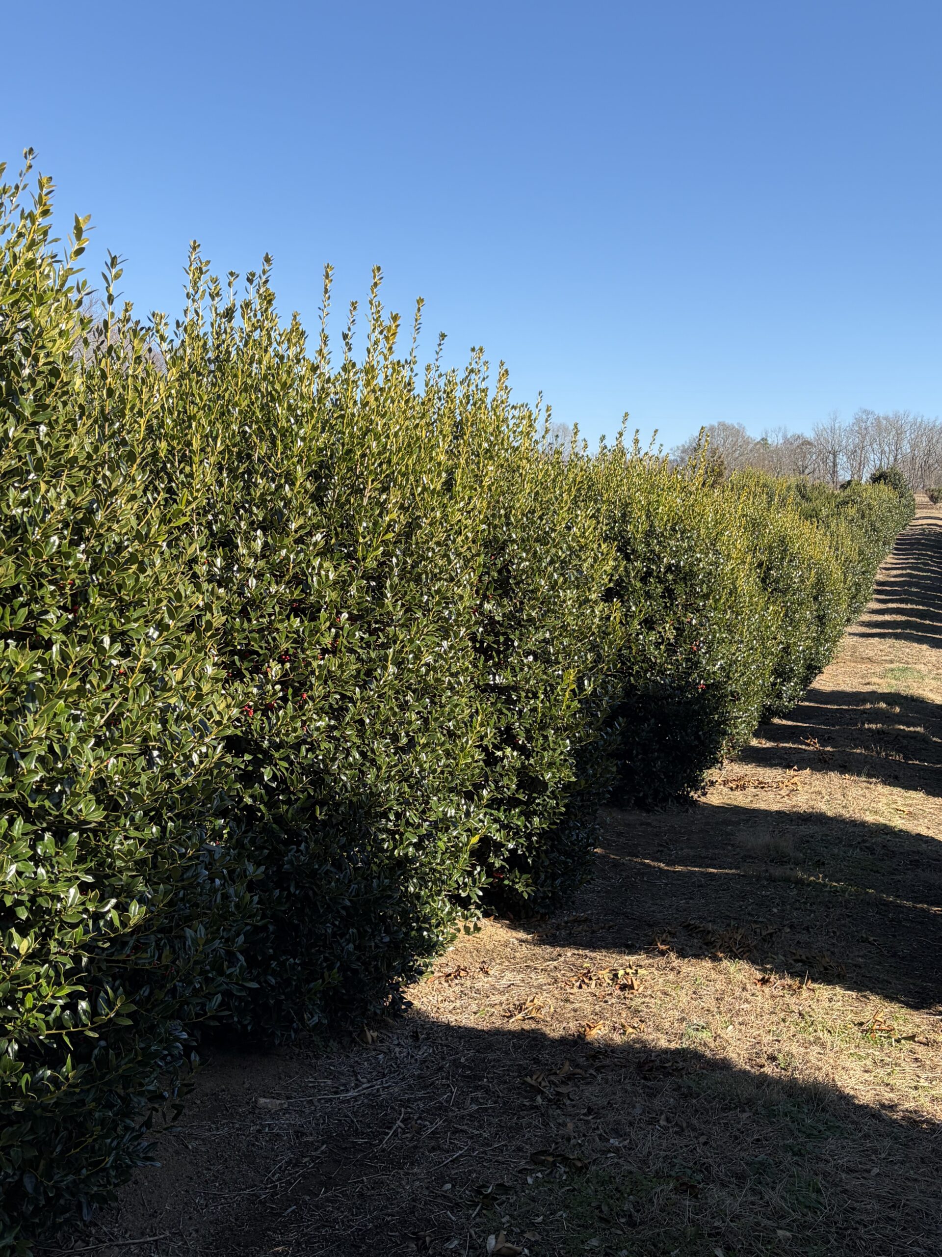 Rows of green bushes lined along a dirt path under a clear sky.
